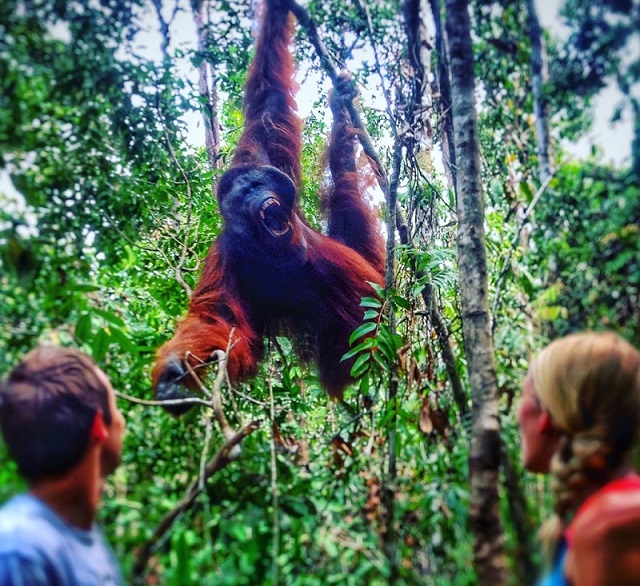 Orangutans in Borneo: A Guide to Tanjung Puting National Park