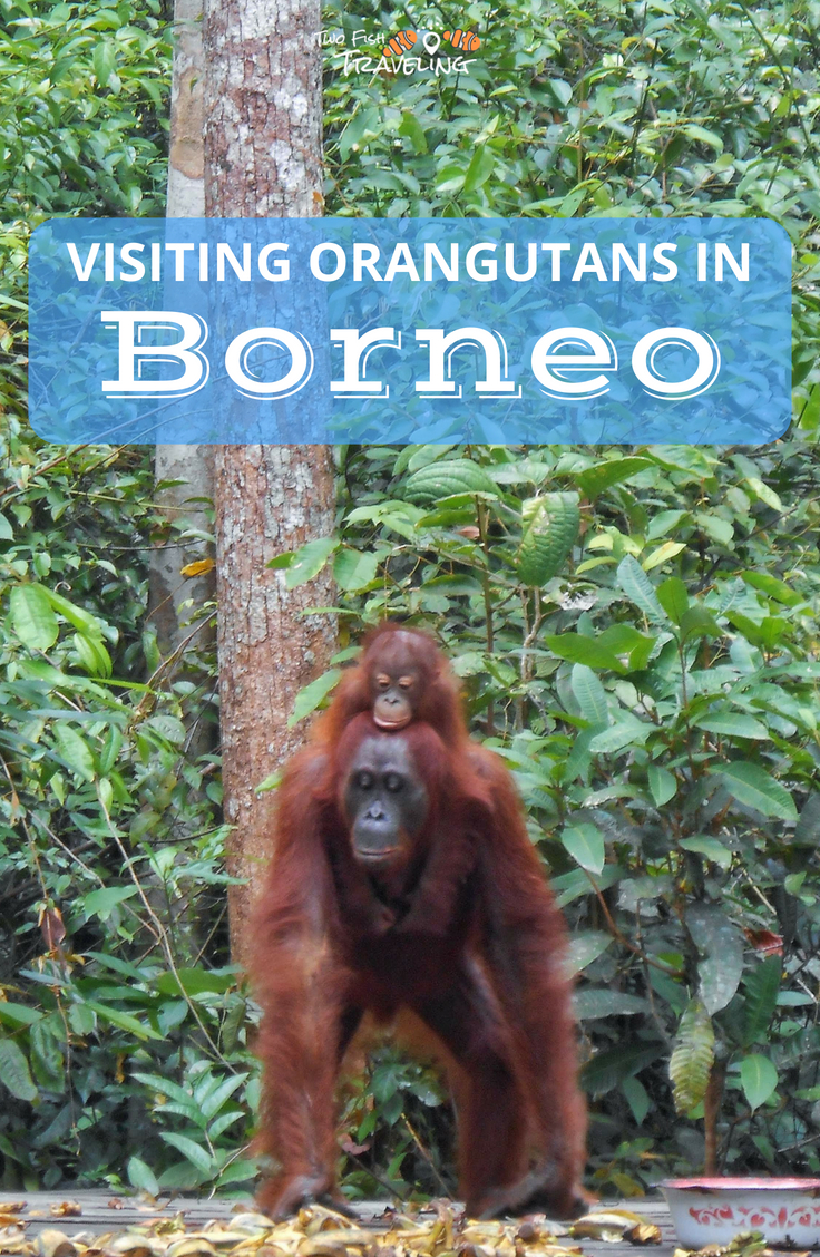 Orangutans in Borneo: A Guide to Tanjung Puting National Park